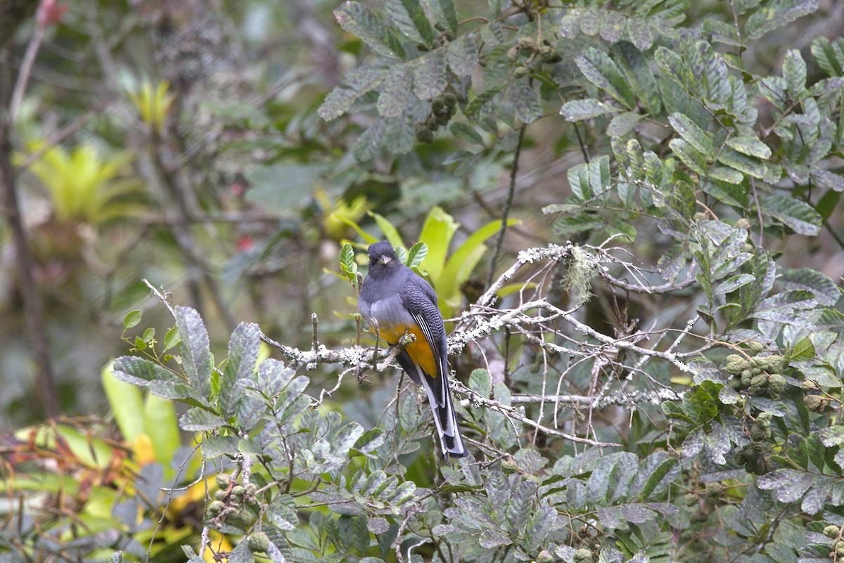 Surucua Trogon - ML646181851