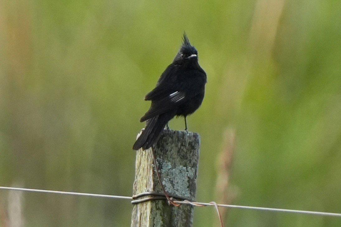 Crested Black-Tyrant - ML646181853