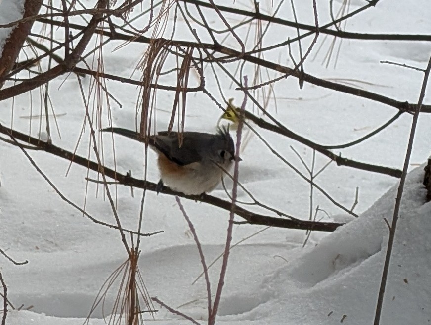 gråduskmeis - ML646181854