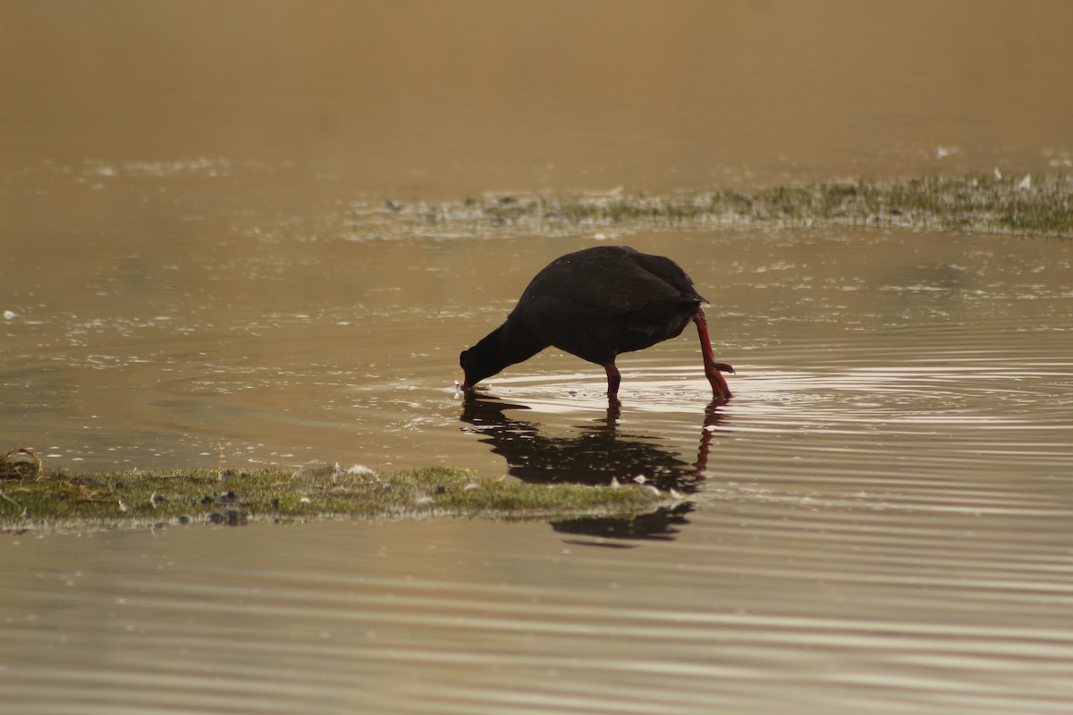 Giant Coot - ML646181858