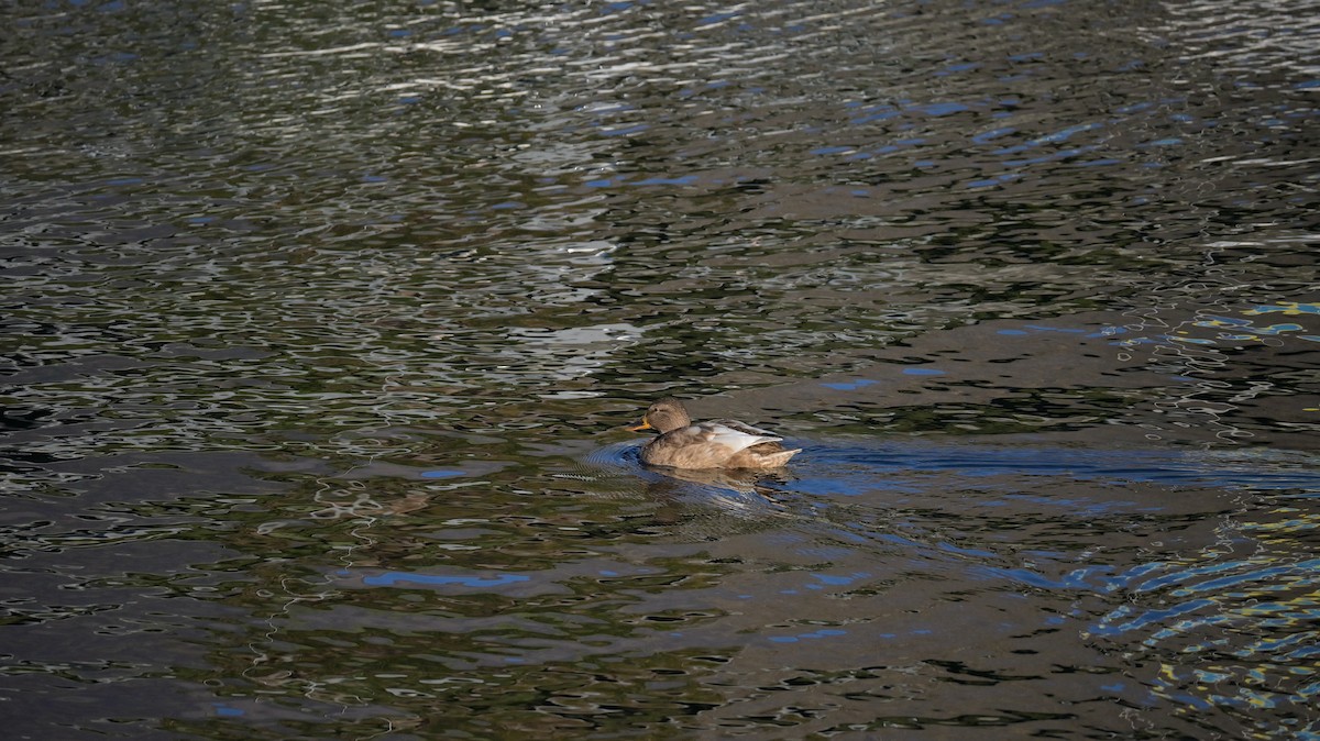 Mallard (Domestic type) - ML646181859