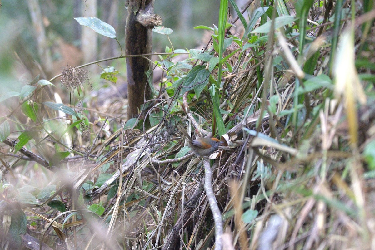 Spix's Spinetail - ML646181861