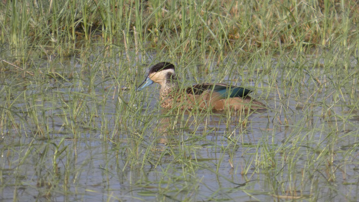 Blue-billed Teal - ML646181862