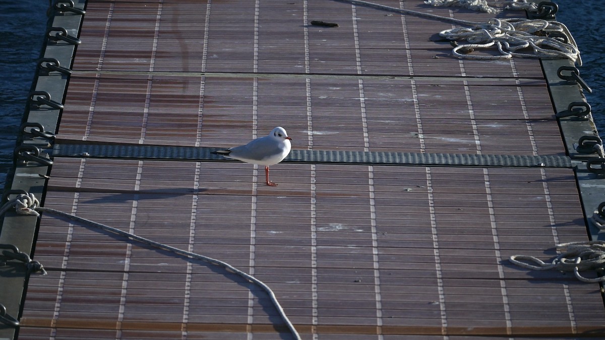 Black-headed Gull - ML646181863