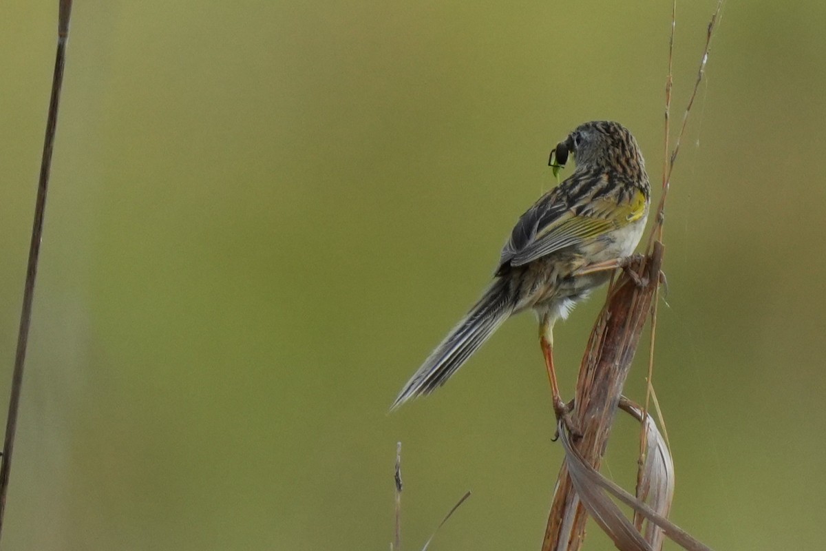 Wedge-tailed Grass-Finch - ML646181868