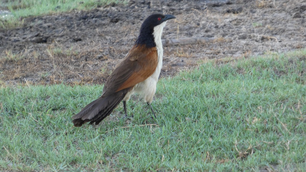 Коукал ангольський - ML646181874