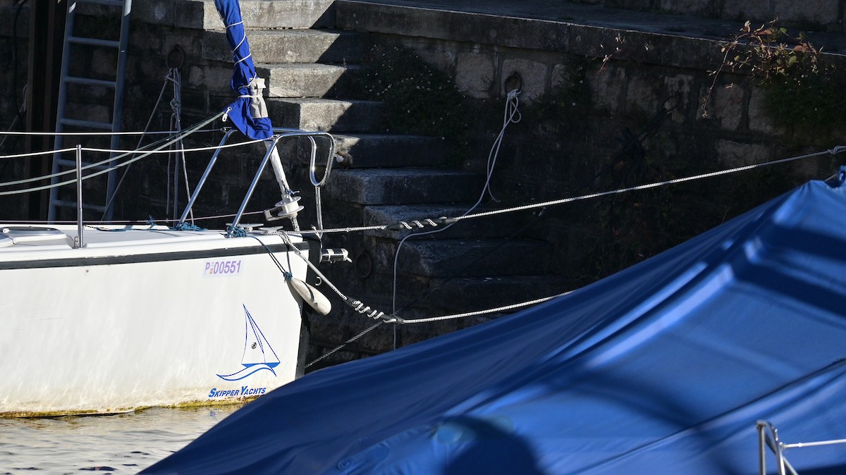 White-throated Dipper - ML646181876