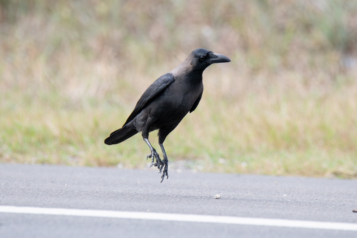 House Crow - ML646181881