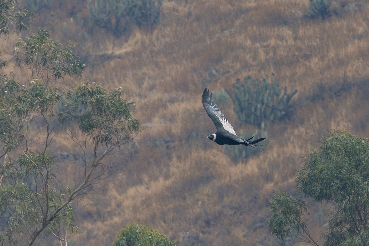 Andean Condor - ML646181886
