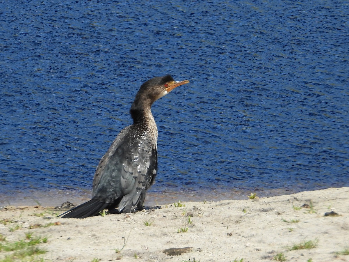 Riedscharbe - ML646181889