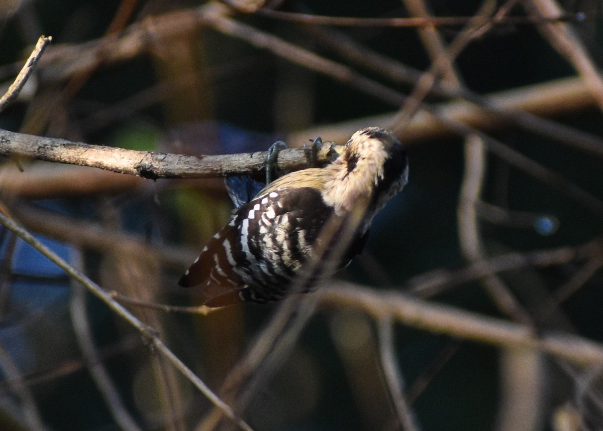 Gray-capped Pygmy Woodpecker - ML646181896