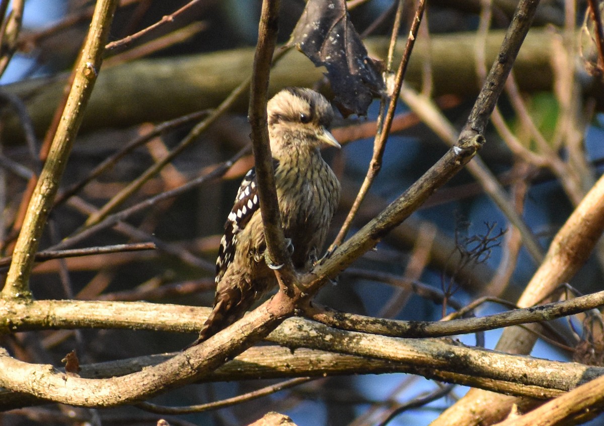 Gray-capped Pygmy Woodpecker - ML646181897