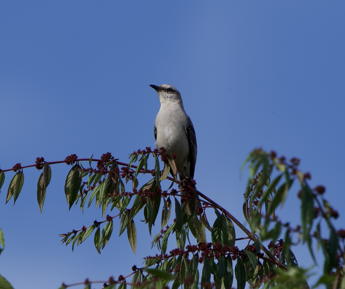 Tropikal Taklitçi - ML646181899