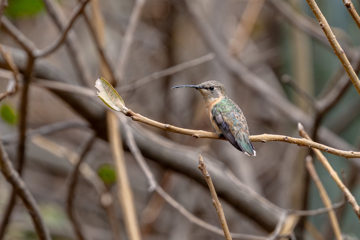 Purple-collared Woodstar - ML646181901