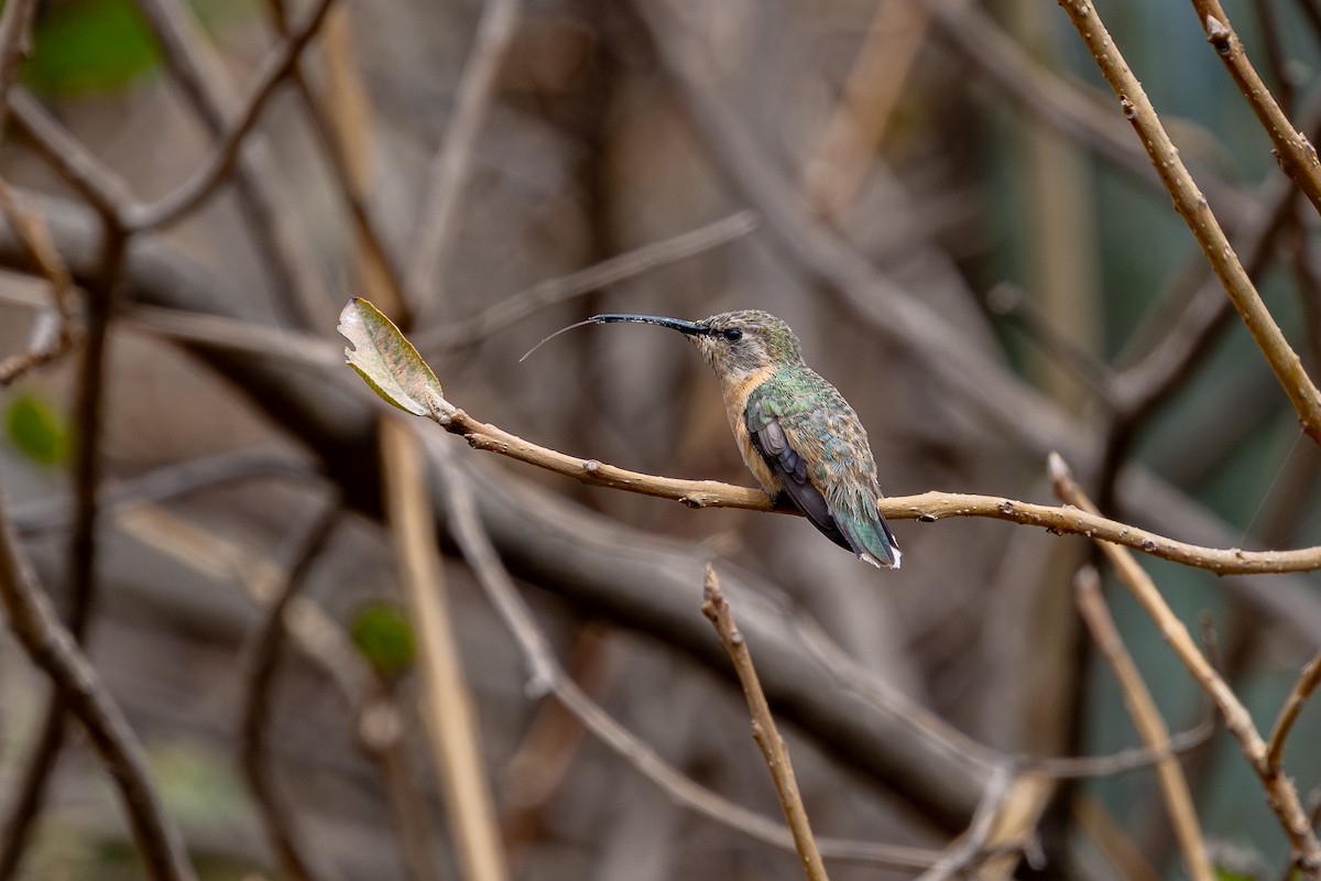 Purple-collared Woodstar - ML646181902