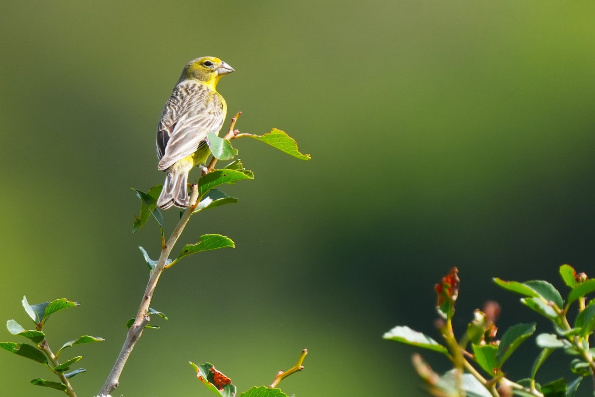 Kurzschnabel-Gilbtangare - ML646181903