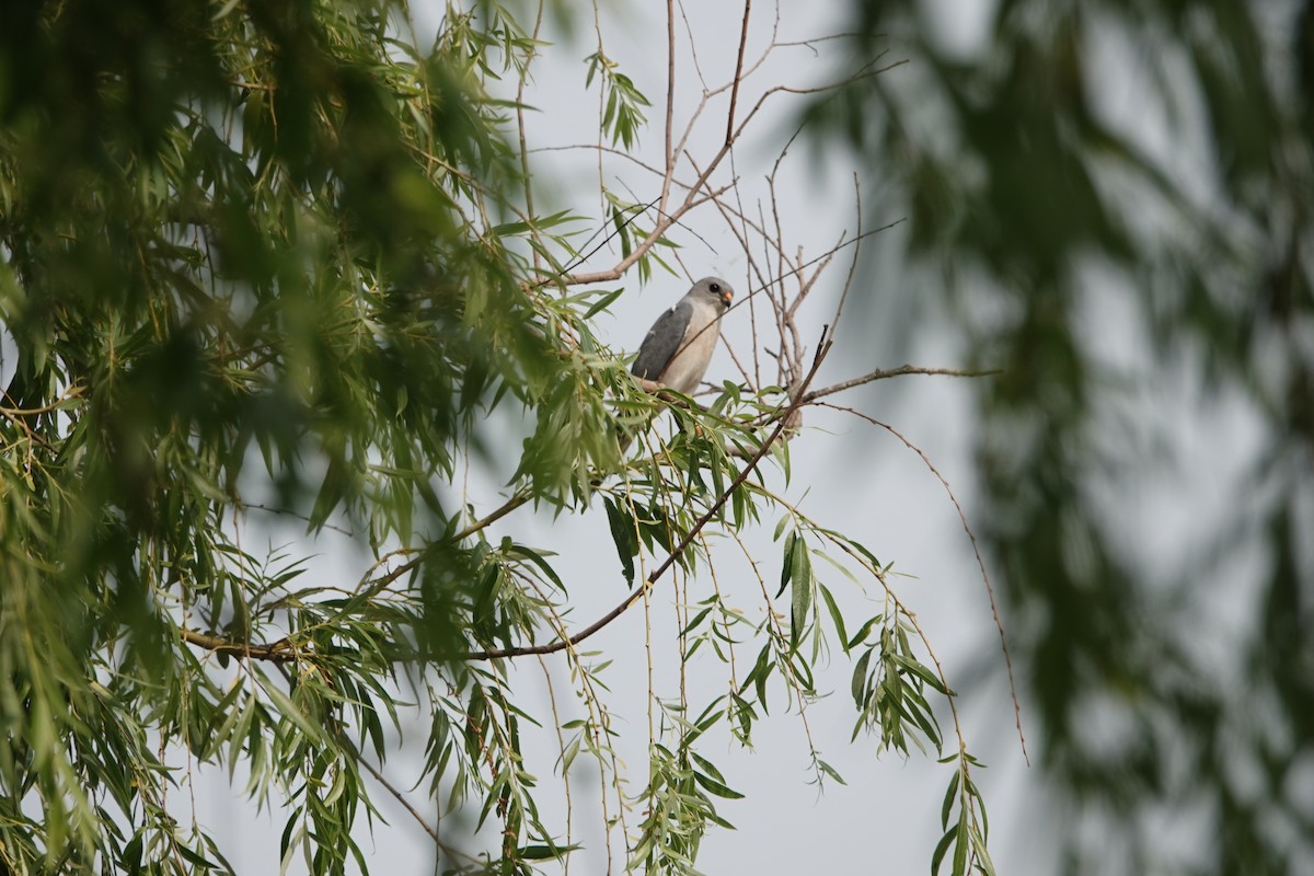 Chinese Sparrowhawk - ML646181904