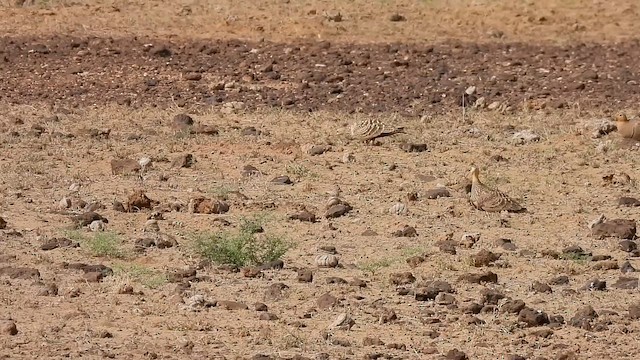 Chestnut-bellied Sandgrouse - ML646181905