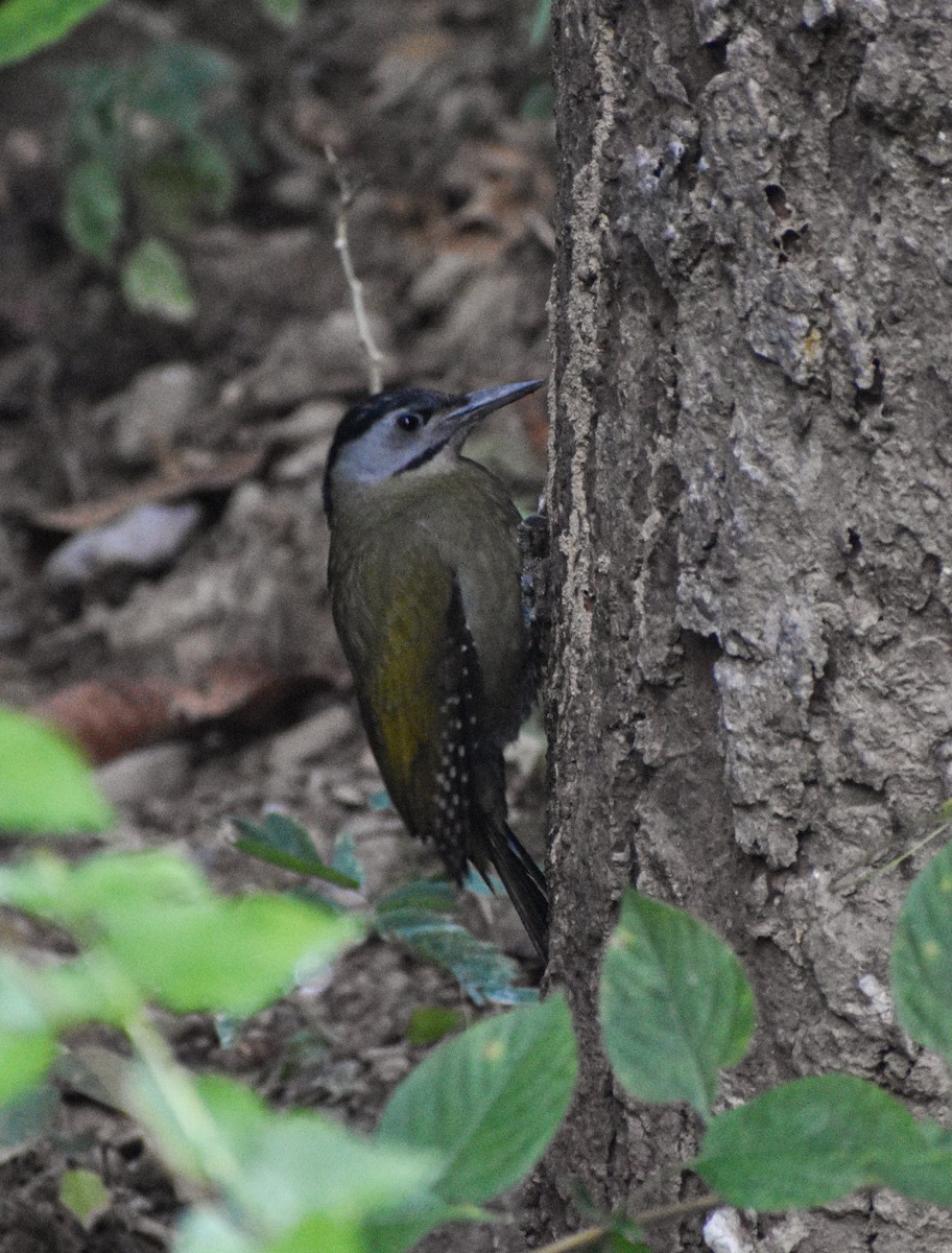 Gray-headed Woodpecker - ML646181908