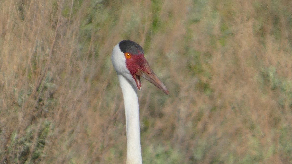 Wattled Crane - ML646181909