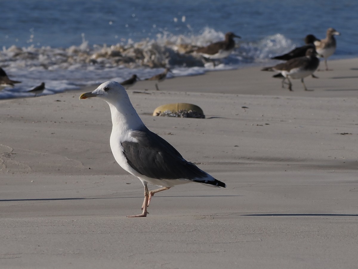 Lesser Black-backed Gull (Heuglin's) - ML646181911