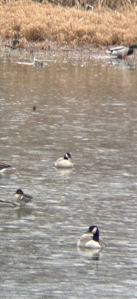 Cackling Goose - ML646181912