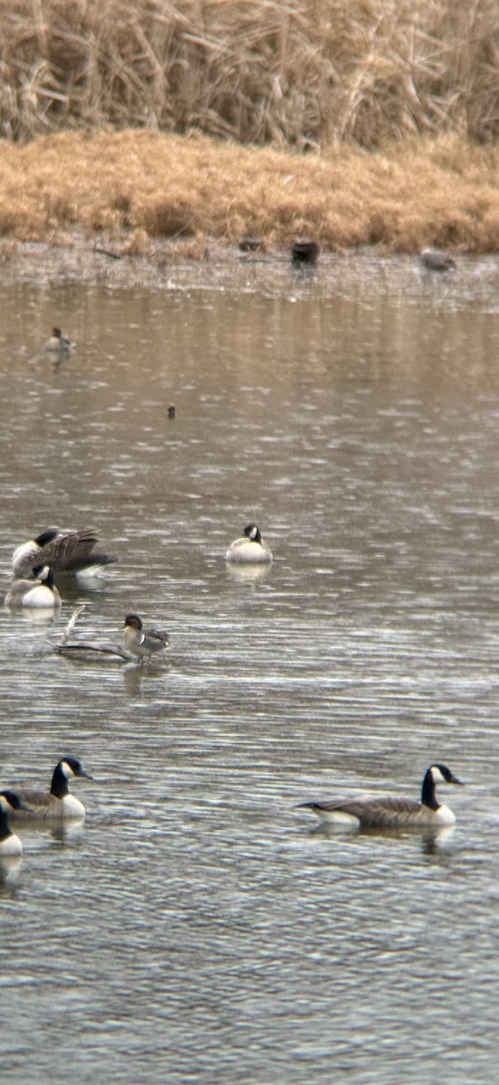 Cackling Goose - ML646181913