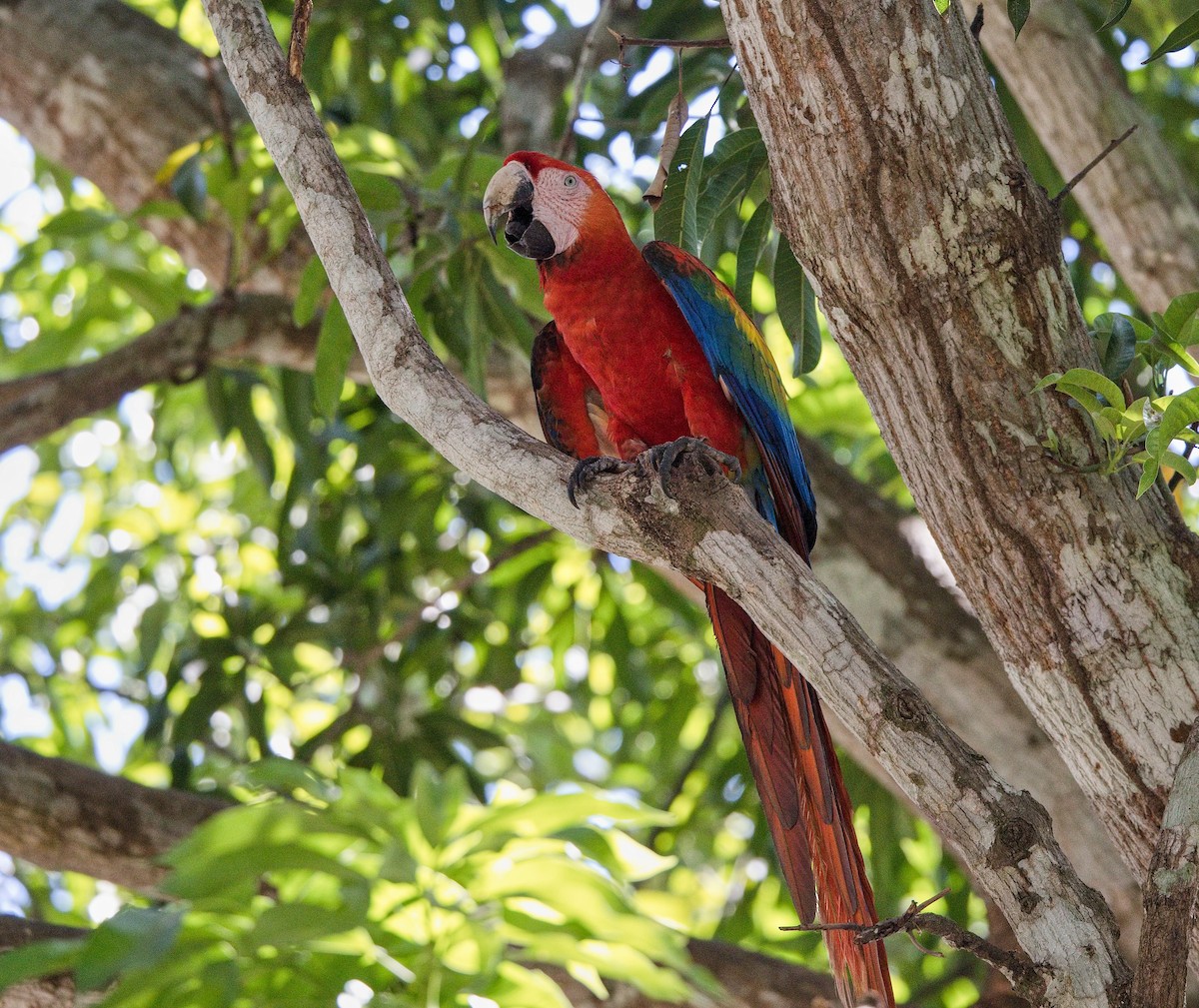 Scarlet Macaw - ML646181915