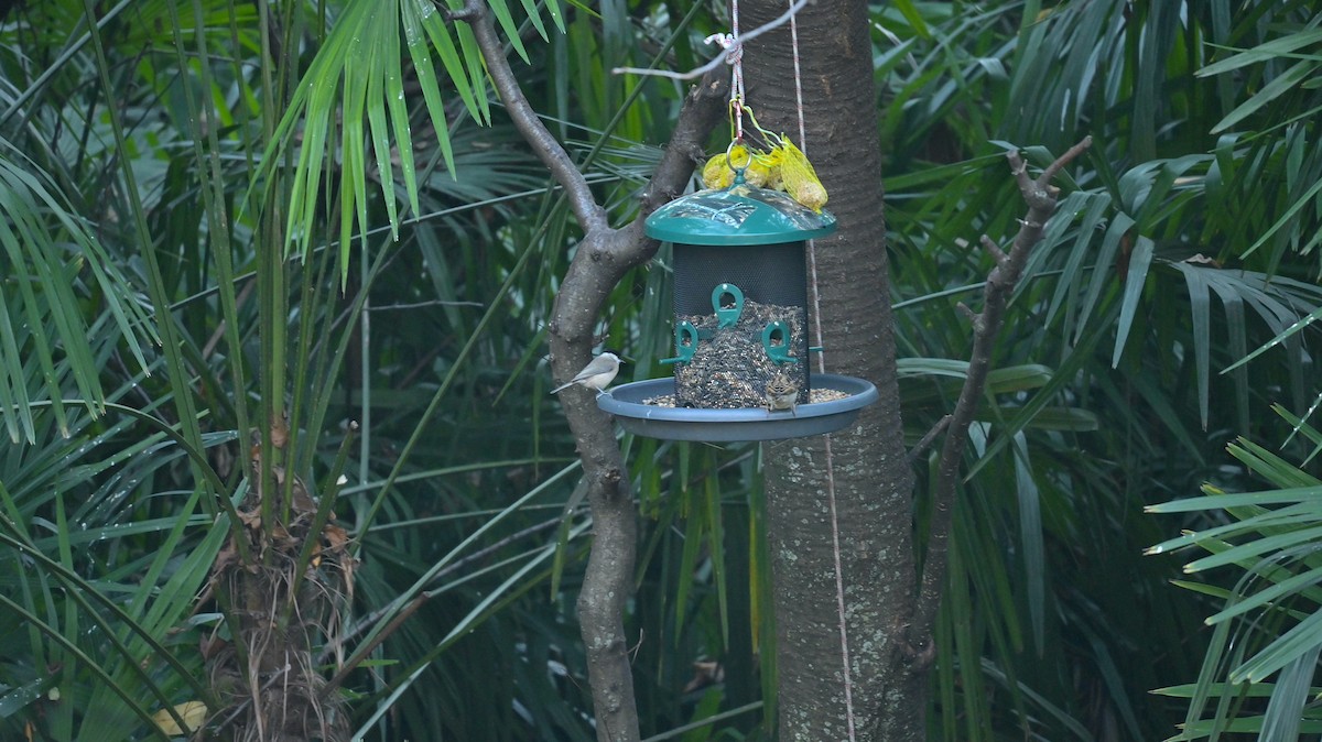 Italian Sparrow - ML646181918