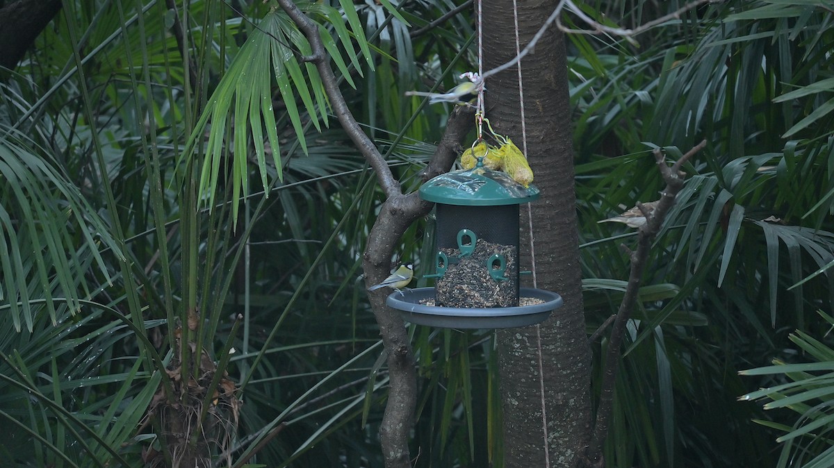 Italian Sparrow - ML646181919