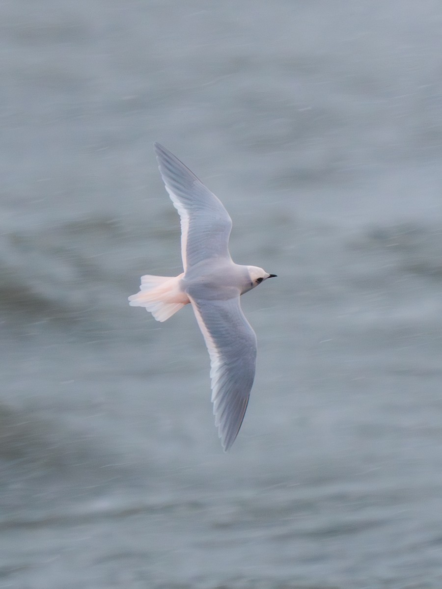 Ross's Gull - ML646181920