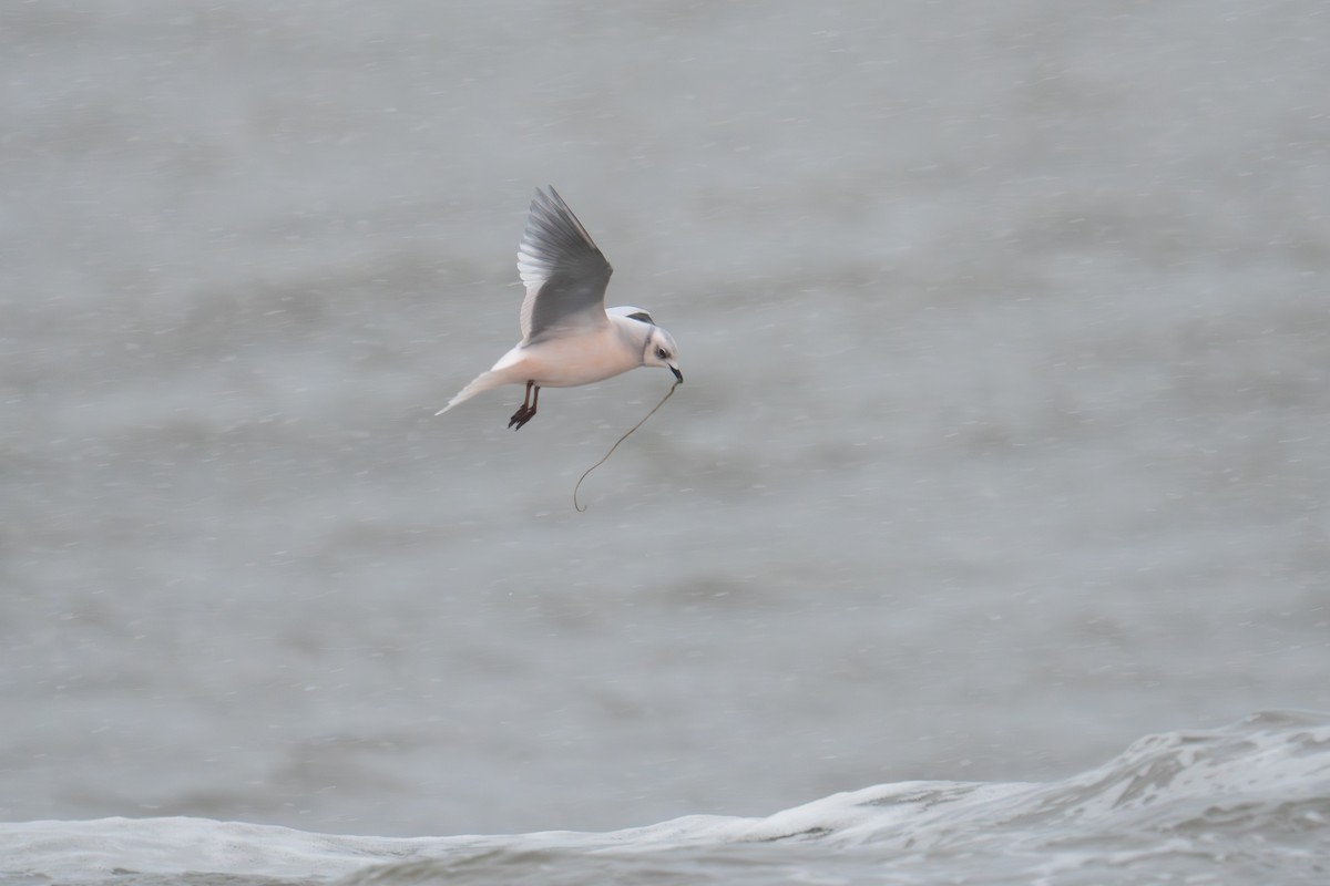 Ross's Gull - ML646181921