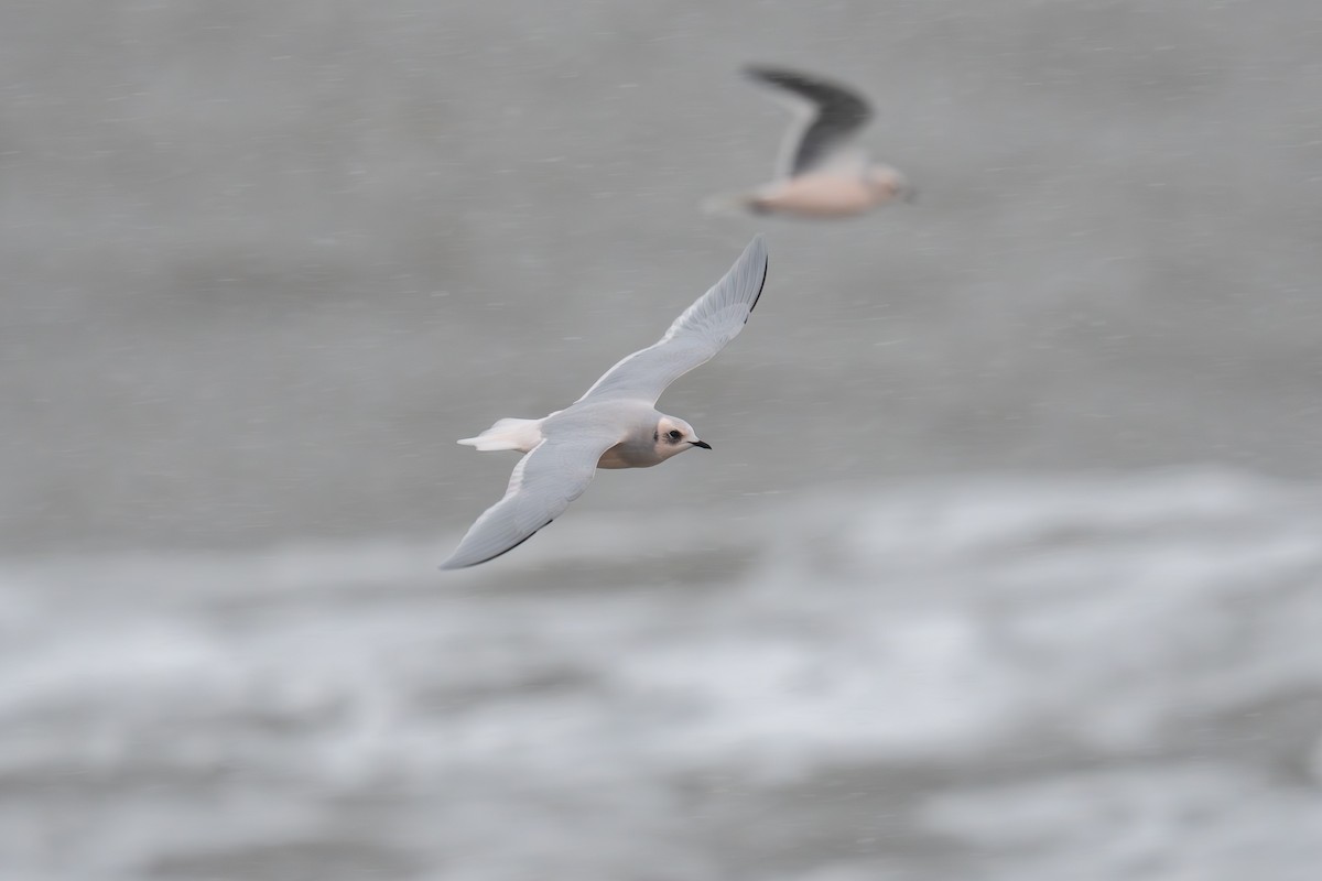 Ross's Gull - ML646181922
