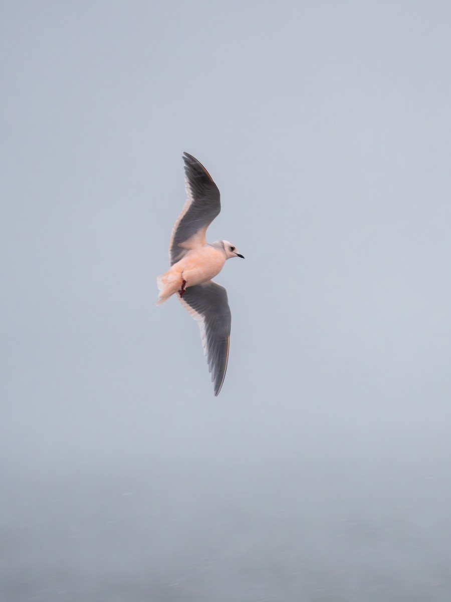 Ross's Gull - ML646181923