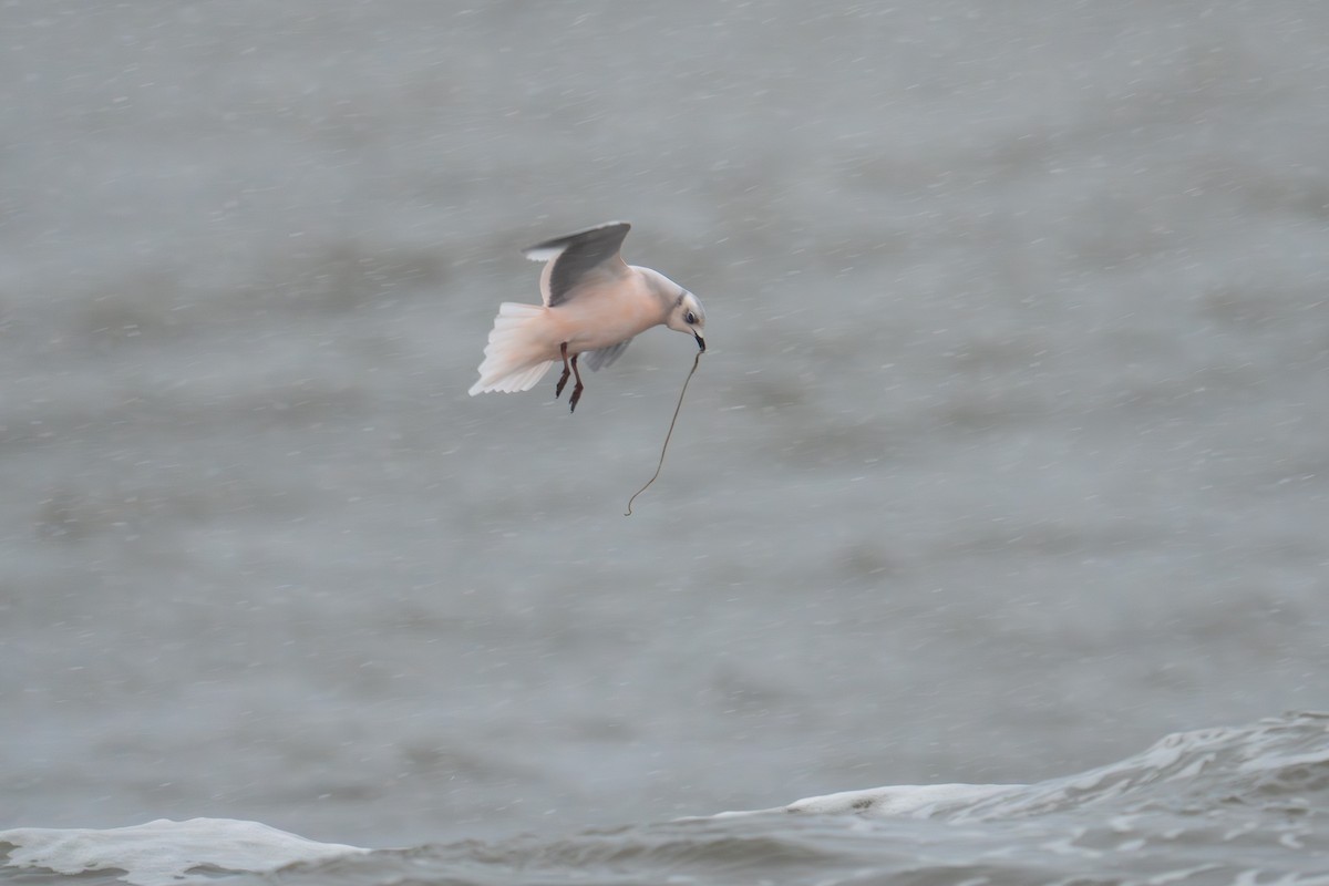 Ross's Gull - ML646181924