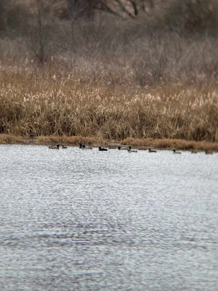 Mallard (Domestic type) - ML646181925