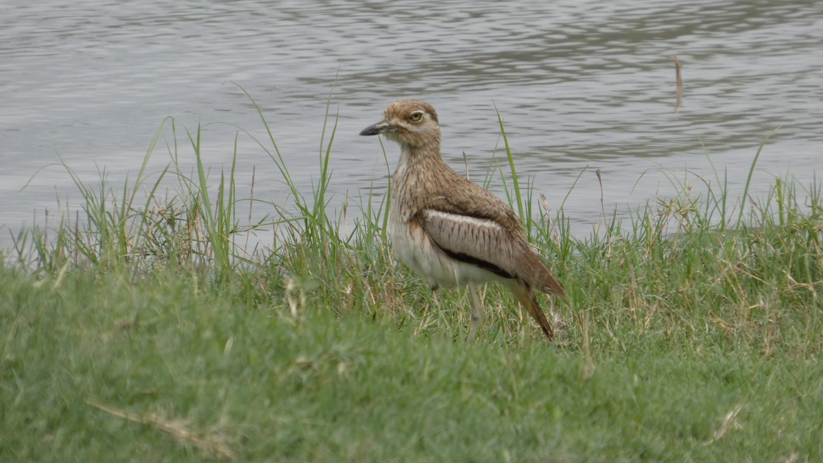 Water Thick-knee - ML646181926
