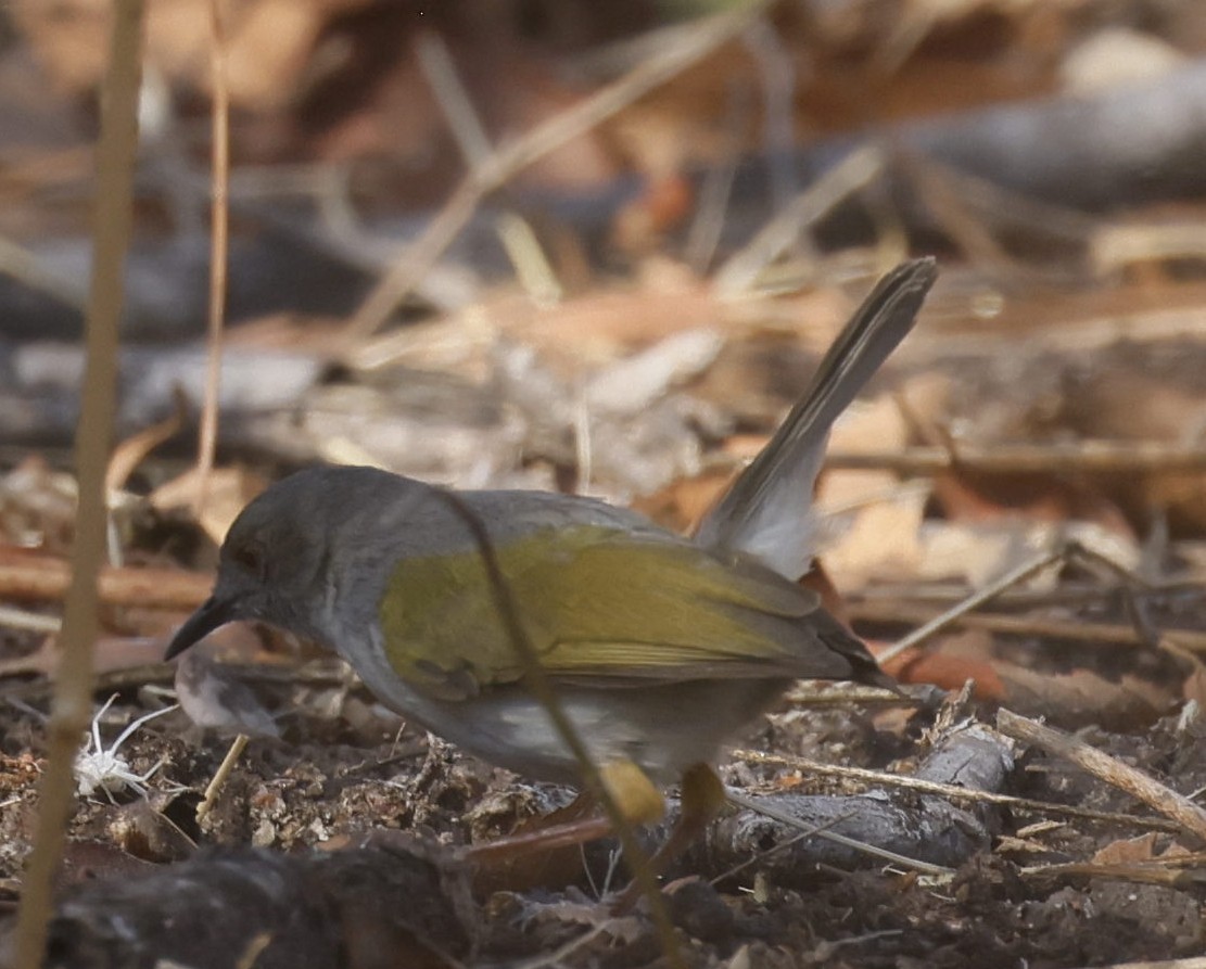 Green-backed Camaroptera - ML646181928
