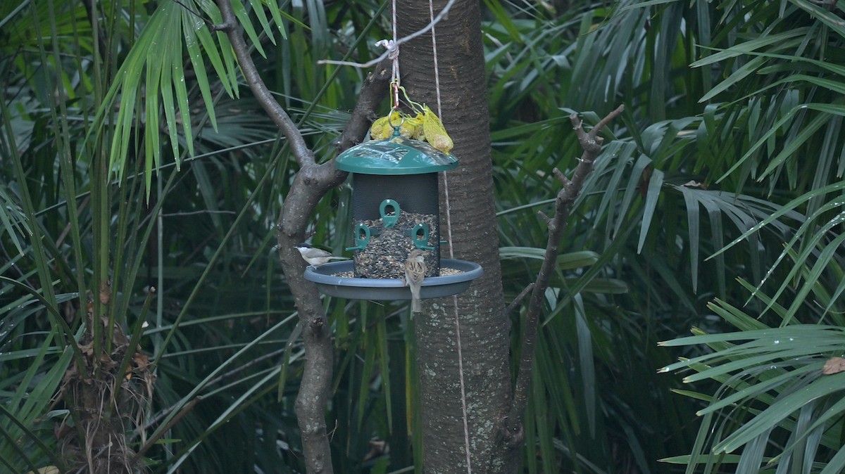 Marsh Tit - ML646181929