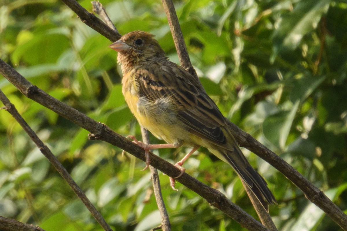Black-headed Bunting - ML646181930