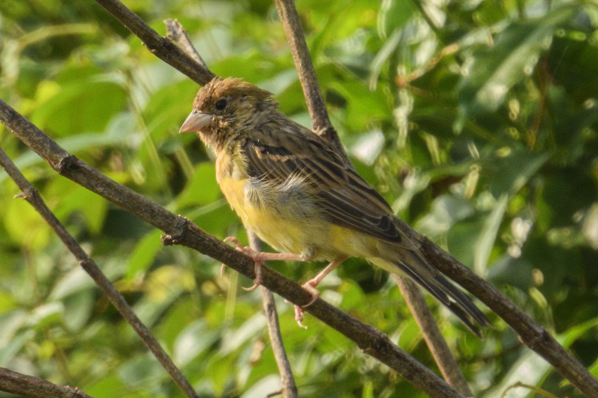 Black-headed Bunting - ML646181931