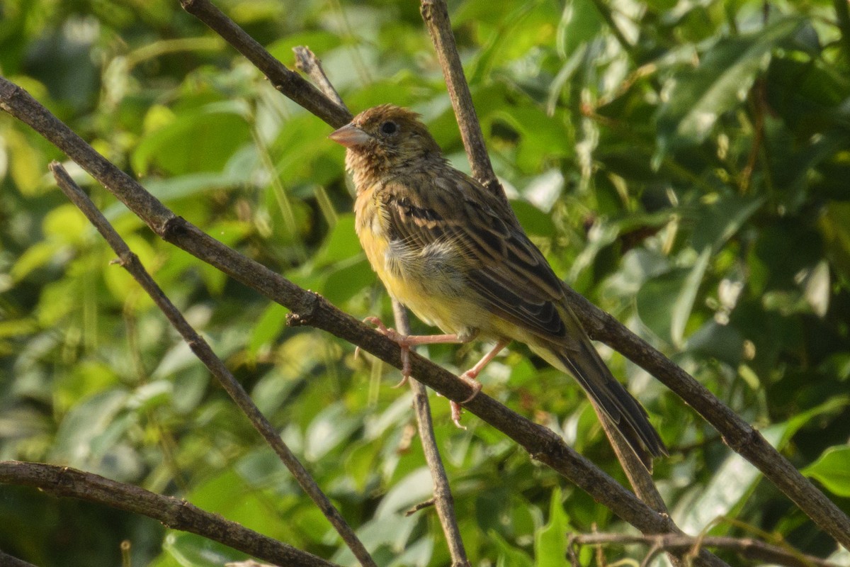 Black-headed Bunting - ML646181932