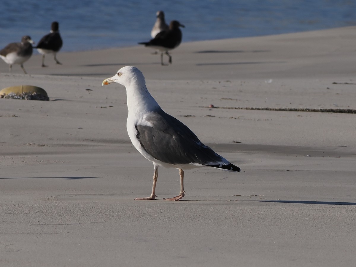 Lesser Black-backed Gull (Heuglin's) - ML646181934