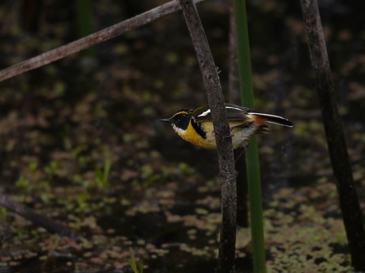 Many-colored Rush Tyrant - ML646181935