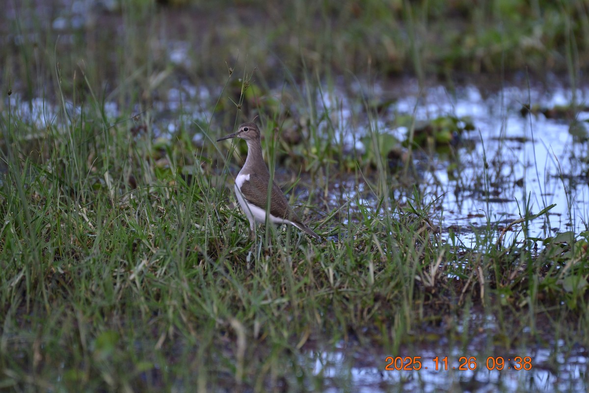 Common Sandpiper - ML646181937