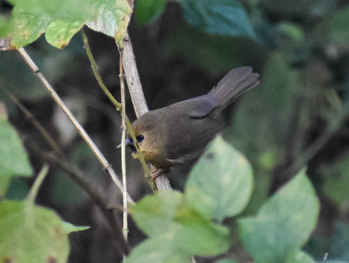 Black-chinned Babbler - ML646181938