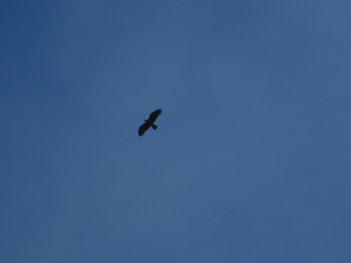 Golden Eagle - ML646181940