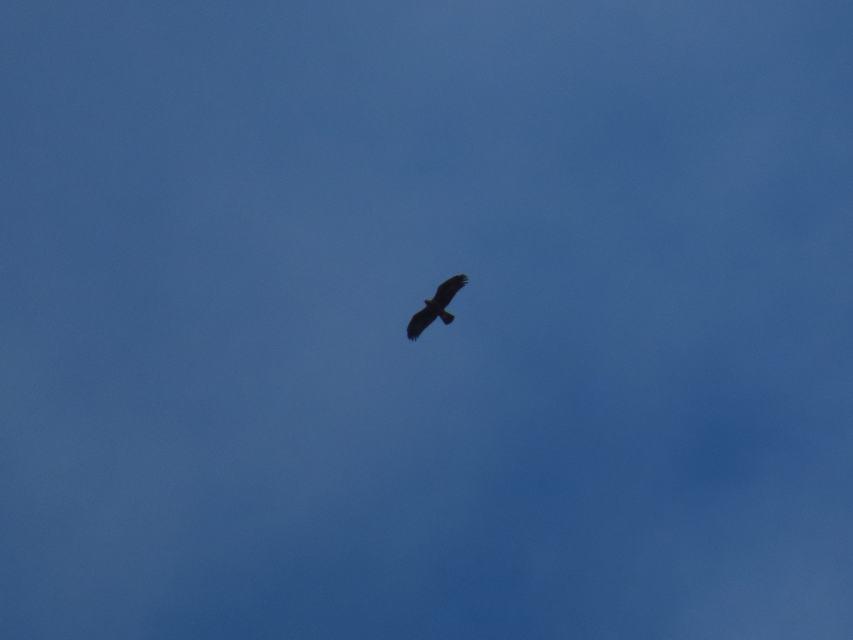 Golden Eagle - ML646181941