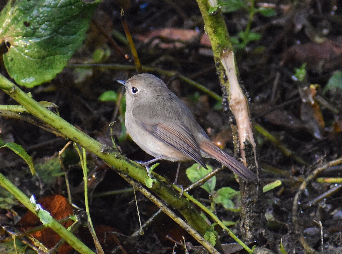 Snowy-browed Flycatcher - ML646181949