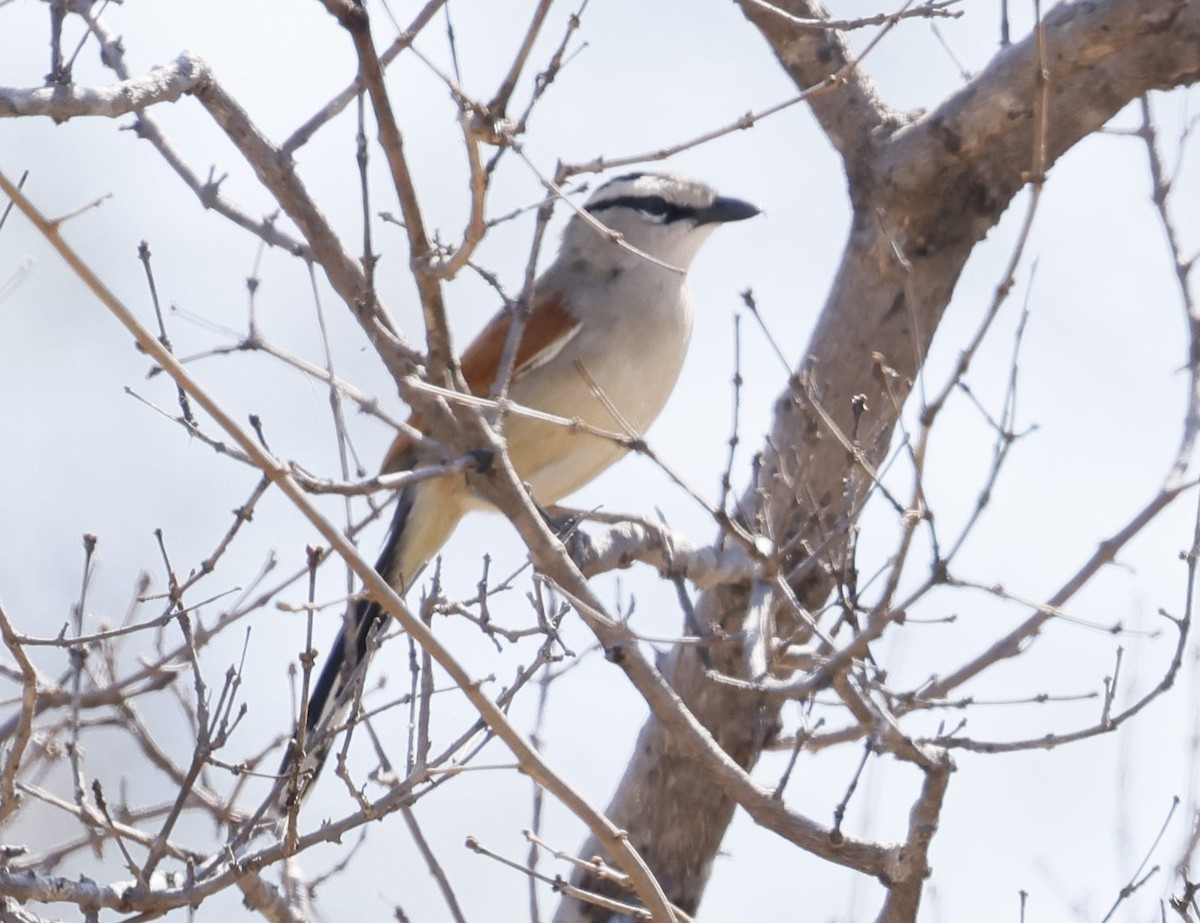 Brown-crowned Tchagra - ML646181954